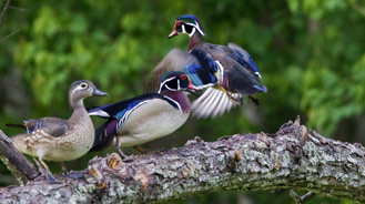 wood ducks congregating near a river