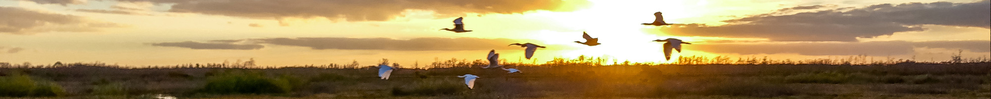ducks flying over marsh at sunset