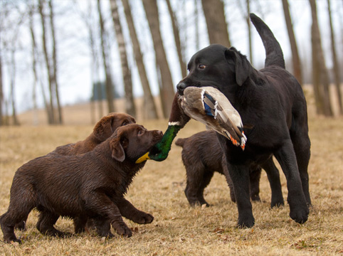 dog teaching puppies to fetch downed ducks